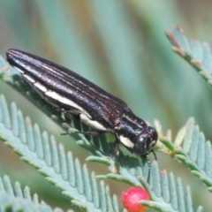 Agrilus hypoleucus at Weetangera, ACT - 9 Mar 2022