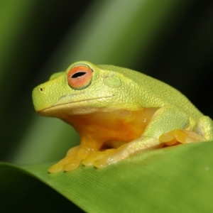 Litoria sp. (genus) at Wellington Point, QLD - suppressed