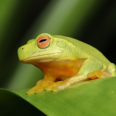 Litoria sp. (genus) (A tree frog) at Wellington Point, QLD - 4 Mar 2022 by TimL