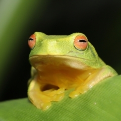 Litoria sp. (genus) at Wellington Point, QLD - suppressed