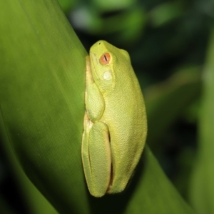Litoria sp. (genus) at Wellington Point, QLD - suppressed