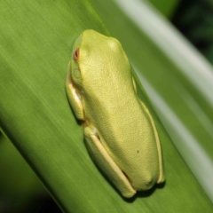 Litoria sp. (genus) at Wellington Point, QLD - suppressed
