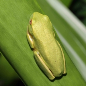 Litoria sp. (genus) at Wellington Point, QLD - suppressed
