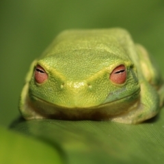 Litoria sp. (genus) at Wellington Point, QLD - suppressed