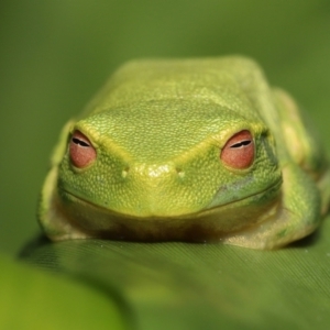 Litoria sp. (genus) at Wellington Point, QLD - suppressed