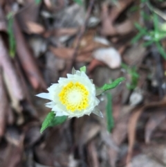 Helichrysum leucopsideum (Satin Everlasting) at Lower Boro, NSW - 10 Mar 2022 by mcleana