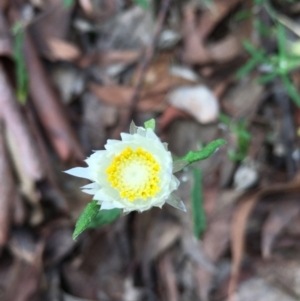 Helichrysum leucopsideum at Lower Boro, NSW - 10 Mar 2022