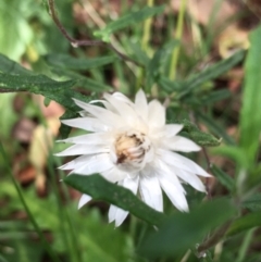 Helichrysum leucopsideum at Lower Boro, NSW - 10 Mar 2022 03:55 PM