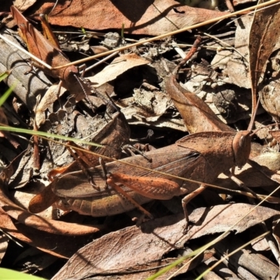 Goniaea australasiae (Gumleaf grasshopper) at Tidbinbilla Nature Reserve - 10 Mar 2022 by JohnBundock