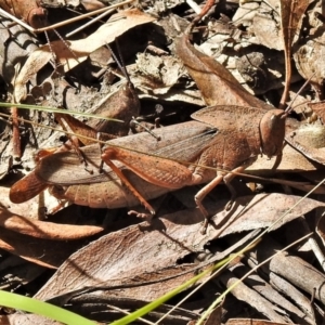 Goniaea australasiae at Paddys River, ACT - 10 Mar 2022