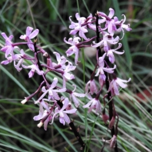 Dipodium roseum at Paddys River, ACT - suppressed