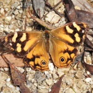 Heteronympha banksii at Paddys River, ACT - suppressed