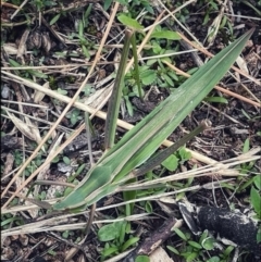 Acrida conica (Giant green slantface) at Wandiyali-Environa Conservation Area - 9 Mar 2022 by Wandiyali