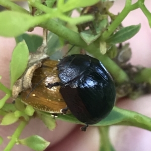 Paropsisterna cloelia at Garran, ACT - 4 Mar 2022