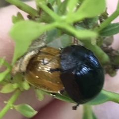 Paropsisterna cloelia at Garran, ACT - 4 Mar 2022