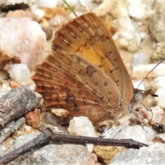 Paralucia aurifera (Bright Copper) at Tidbinbilla Nature Reserve - 10 Mar 2022 by JohnBundock