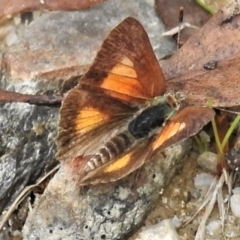 Paralucia aurifera at Paddys River, ACT - 10 Mar 2022 11:58 AM