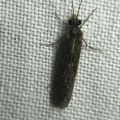 Trichoptera sp. (order) at Garran, ACT - 4 Mar 2022