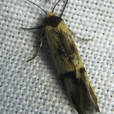 Isomoralla pyrrhoptera (A concealer moth) at Garran, ACT - 4 Mar 2022 by Tapirlord