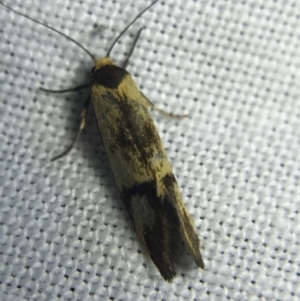 Isomoralla pyrrhoptera at Garran, ACT - 4 Mar 2022