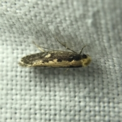 Monopis crocicapitella at Garran, ACT - 4 Mar 2022