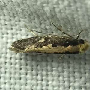 Monopis crocicapitella at Garran, ACT - 4 Mar 2022