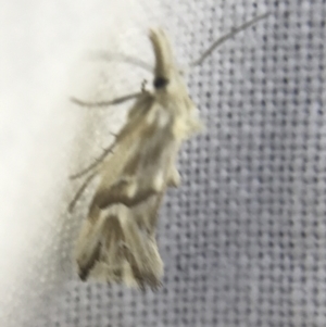 Heliocosma argyroleuca at Garran, ACT - 4 Mar 2022