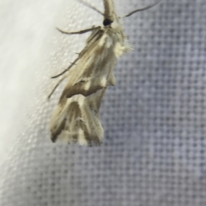 Heliocosma argyroleuca at Garran, ACT - 4 Mar 2022