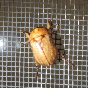 Cyclocephala signaticollis at Conder, ACT - 21 Dec 2021