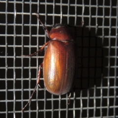 Sericesthis nigrolineata (Dusky pasture scarab) at Pollinator-friendly garden Conder - 21 Dec 2021 by michaelb