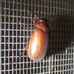 Melolonthinae (subfamily) at Conder, ACT - 21 Dec 2021 09:02 PM