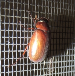 Melolonthinae (subfamily) at Conder, ACT - 21 Dec 2021 09:02 PM