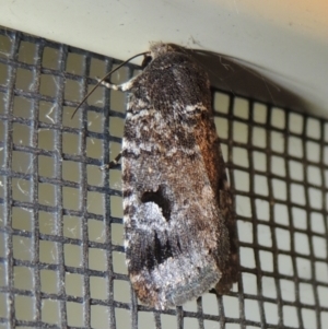 Thoracolopha verecunda at Conder, ACT - 21 Dec 2021 09:07 PM