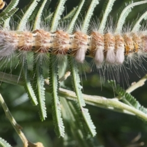 Orgyia anartoides at Googong, NSW - 10 Mar 2022