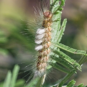 Orgyia anartoides at Googong, NSW - 10 Mar 2022