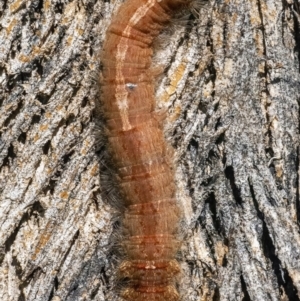 Lasiocampidae (family) immature at Googong, NSW - 10 Mar 2022 01:32 PM