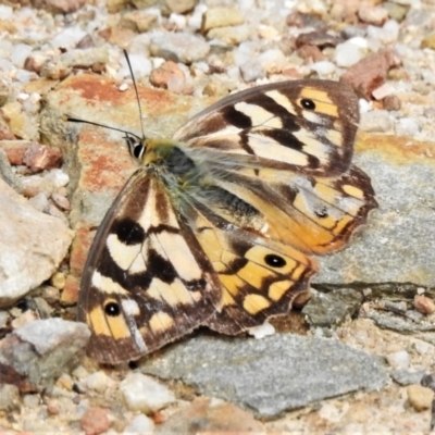 Heteronympha penelope (Shouldered Brown) at Paddys River, ACT - 10 Mar 2022 by JohnBundock