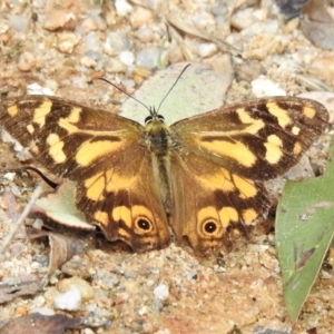 Heteronympha banksii at Paddys River, ACT - 10 Mar 2022