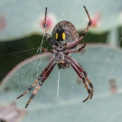 Salsa fuliginata (Sooty Orb-weaver) at Googong, NSW - 10 Mar 2022 by WHall