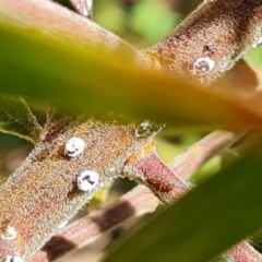 Melanococcus albizziae (Acacia Mealybug) at Isaacs, ACT - 11 Mar 2022 by Mike