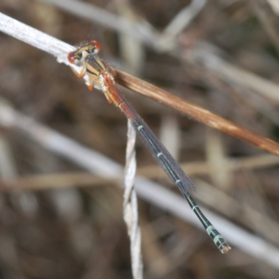 Xanthagrion erythroneurum (Red & Blue Damsel) at Weetangera, ACT - 9 Mar 2022 by Harrisi