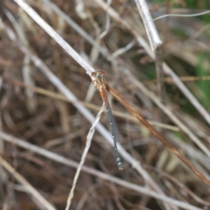 Xanthagrion erythroneurum at Weetangera, ACT - 9 Mar 2022 05:47 PM