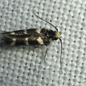 Limnaecia (genus) at Garran, ACT - 4 Mar 2022 08:49 PM