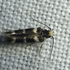 Limnaecia (genus) at Garran, ACT - 4 Mar 2022 08:49 PM