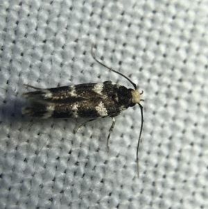 Limnaecia (genus) at Garran, ACT - 4 Mar 2022 08:49 PM