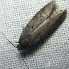 Oecophoridae (family) (Unidentified Oecophorid concealer moth) at Garran, ACT - 4 Mar 2022 by Tapirlord