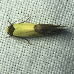 Edosa xystidophora (Tineid moth) at Garran, ACT - 4 Mar 2022 by Tapirlord