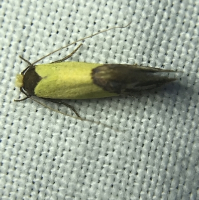 Edosa xystidophora (Tineid moth) at Garran, ACT - 4 Mar 2022 by Tapirlord