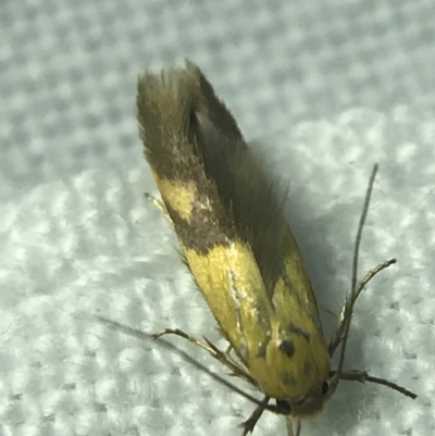 Stathmopoda crocophanes (Yellow Stathmopoda Moth) at Garran, ACT - 4 Mar 2022 by Tapirlord