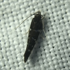 Stagmatophora argyrostrepta at Garran, ACT - 4 Mar 2022 09:10 PM